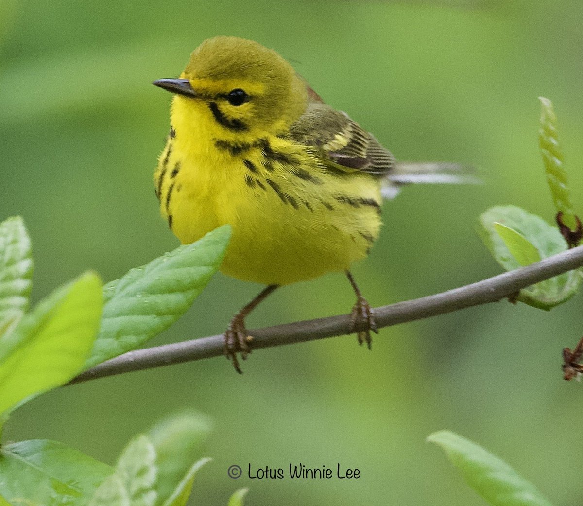 Another picture of the Prairie Warbler in the rain ⁦@GreenWoodHF⁩ today. Look at this awesomeness! 😍🥰 #prairiewarbler #warblers #birdwatching #wildlife