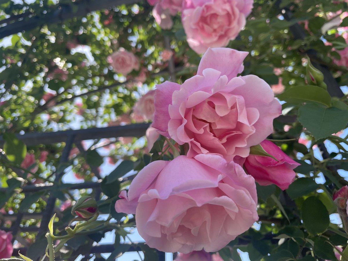 #rose 
#flower
#バラ
#薔薇
#道端の花 
#花
#flowers 
#flowerstagram 
#flowerphotography 
#flowerlovers 
#naturephotography 
#nature 
#naturelovers