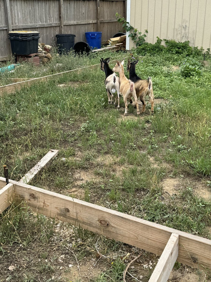 profit_lounge's tweet photo. Trading a TV for livestock🐓🐐

Good or bad trade? https://t.co/jJXqHu94uk