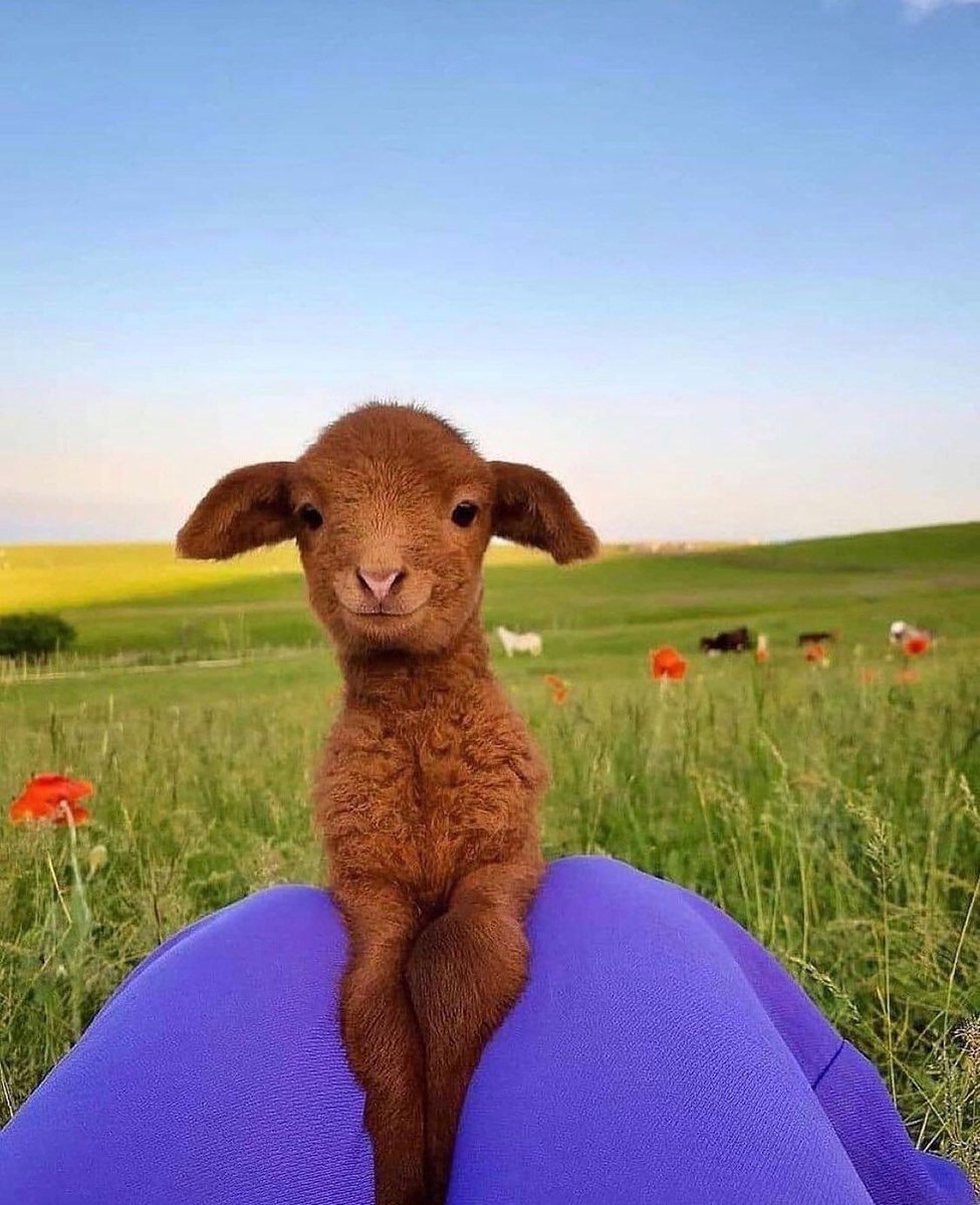 if you had a bad day, here’s a pic of a cute lamb