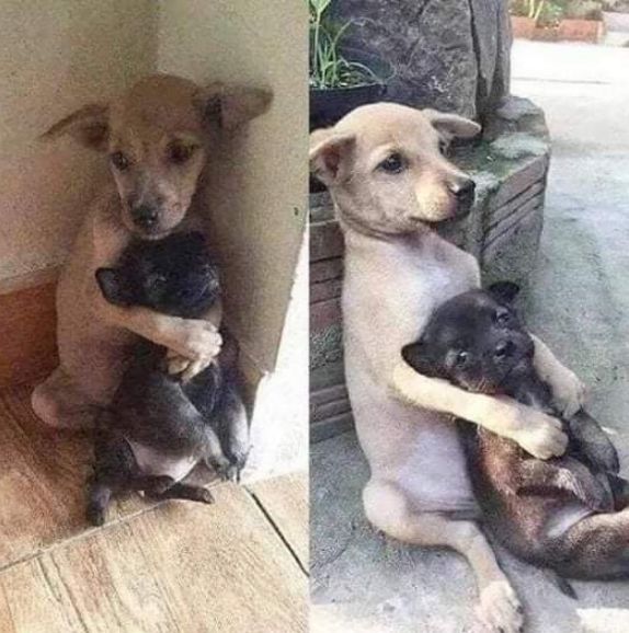 ''I adopted one dog, but he didn't want to move without his little friend, so I had to adopt them both. He didn't want to be separated from him even when we got home. This is a real friendship'' 😘😍🤎🤍