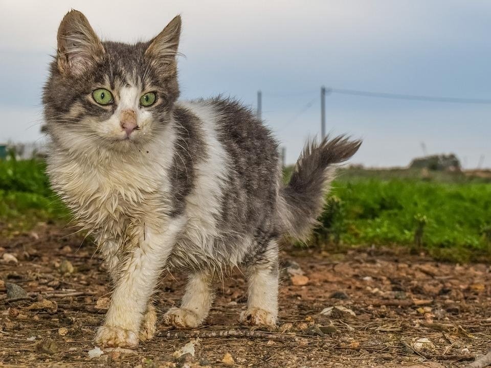 IMPORTANTE SABER DE LOS GATOS QUE SE VEN SUCIOS! Los gatos pueden resistir el hambre hasta 1 semana en promedio, pero no más de 2 a 3 días en caso de sed. Los gatos por costumbre SON MUY, MUY LIMPIOS, se acicalan varias ocasiones al día, si ves un gato que no está limpio,…