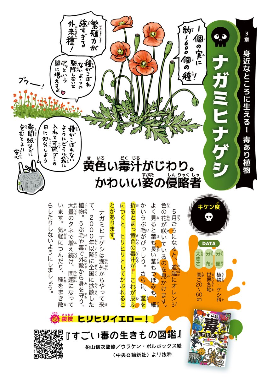 この時期、路地の隅に可愛らしいオレンジ色の花が咲いてると思いますが、  #ナガミヒナゲシ  と言いまして、繁殖力が爆強の外来種です。しかも茎や折った際に出る汁には植物毒が含まれており、 皮膚の弱い人はかぶれやただれを起こす恐れがあります。お子さんがお花摘みなどされる際はご注意ください。