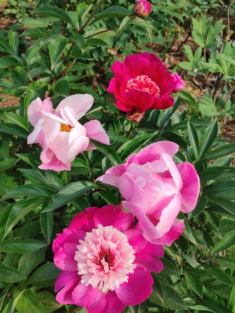 GardenPeony tweet picture