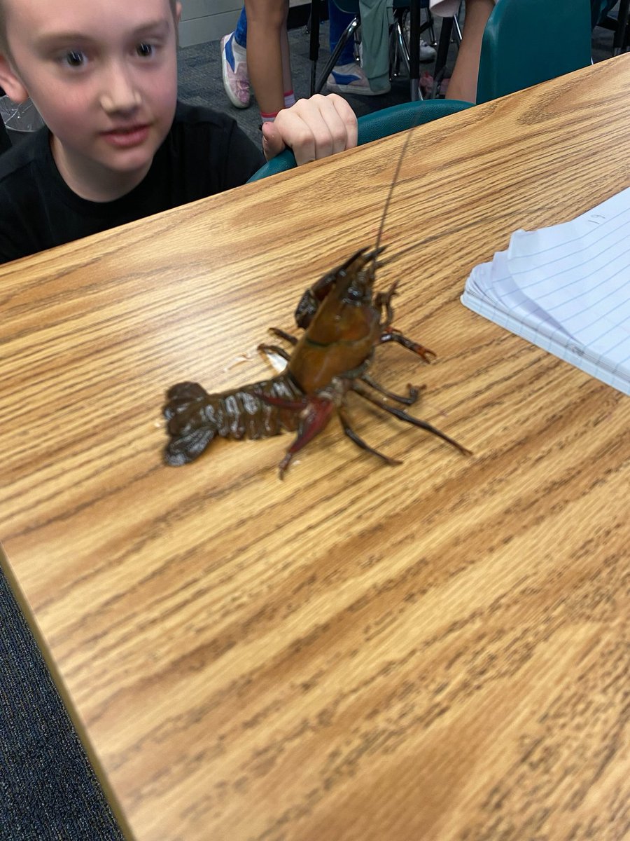 MCSprincipal1's tweet image. 3rd graders learned a lot about animal adaptations and their habitat by observing crayfish. #WeareBUSD #mchawks #FOSSscience
