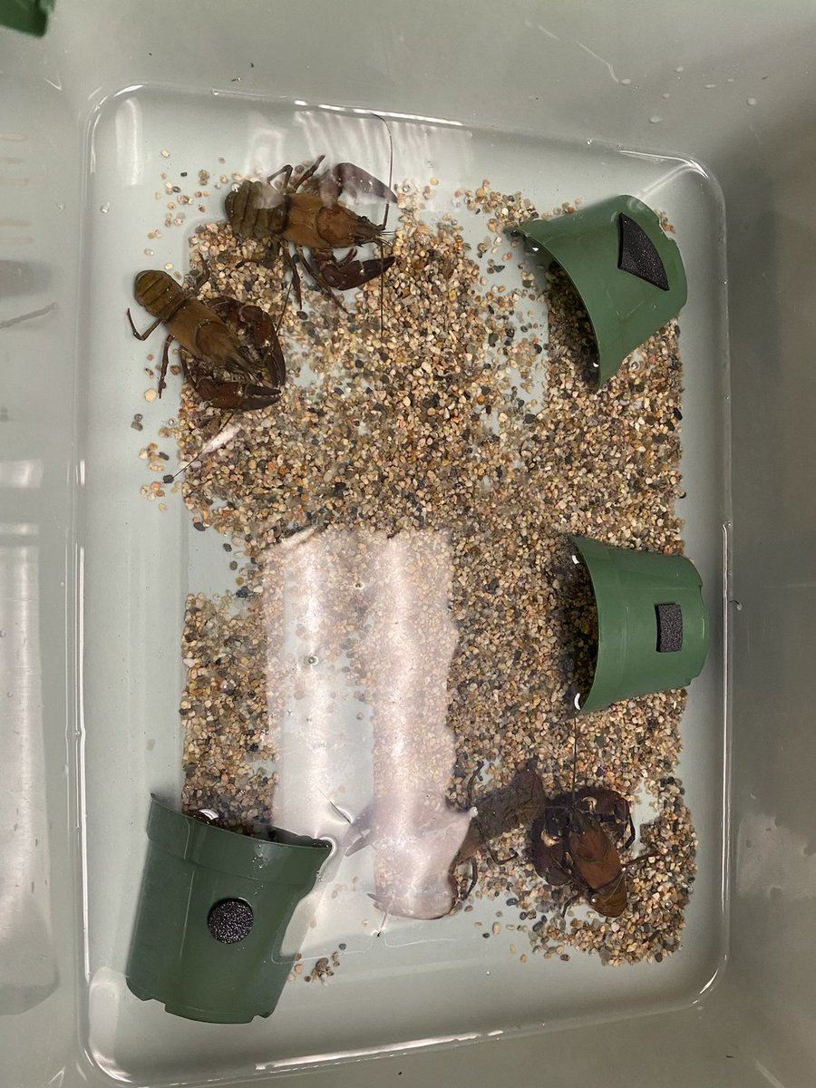 MCSprincipal1's tweet image. 3rd graders learned a lot about animal adaptations and their habitat by observing crayfish. #WeareBUSD #mchawks #FOSSscience