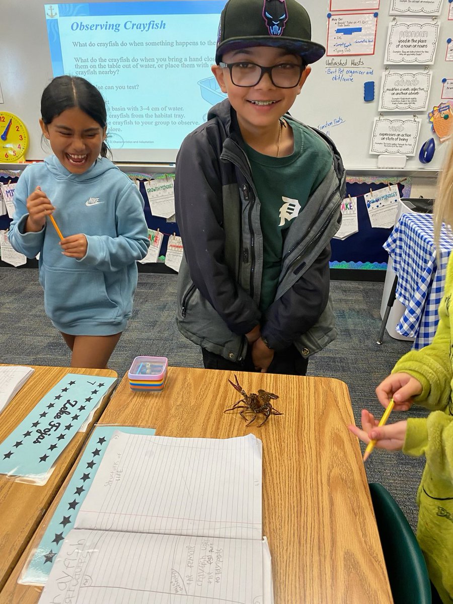 MCSprincipal1's tweet image. 3rd graders learned a lot about animal adaptations and their habitat by observing crayfish. #WeareBUSD #mchawks #FOSSscience