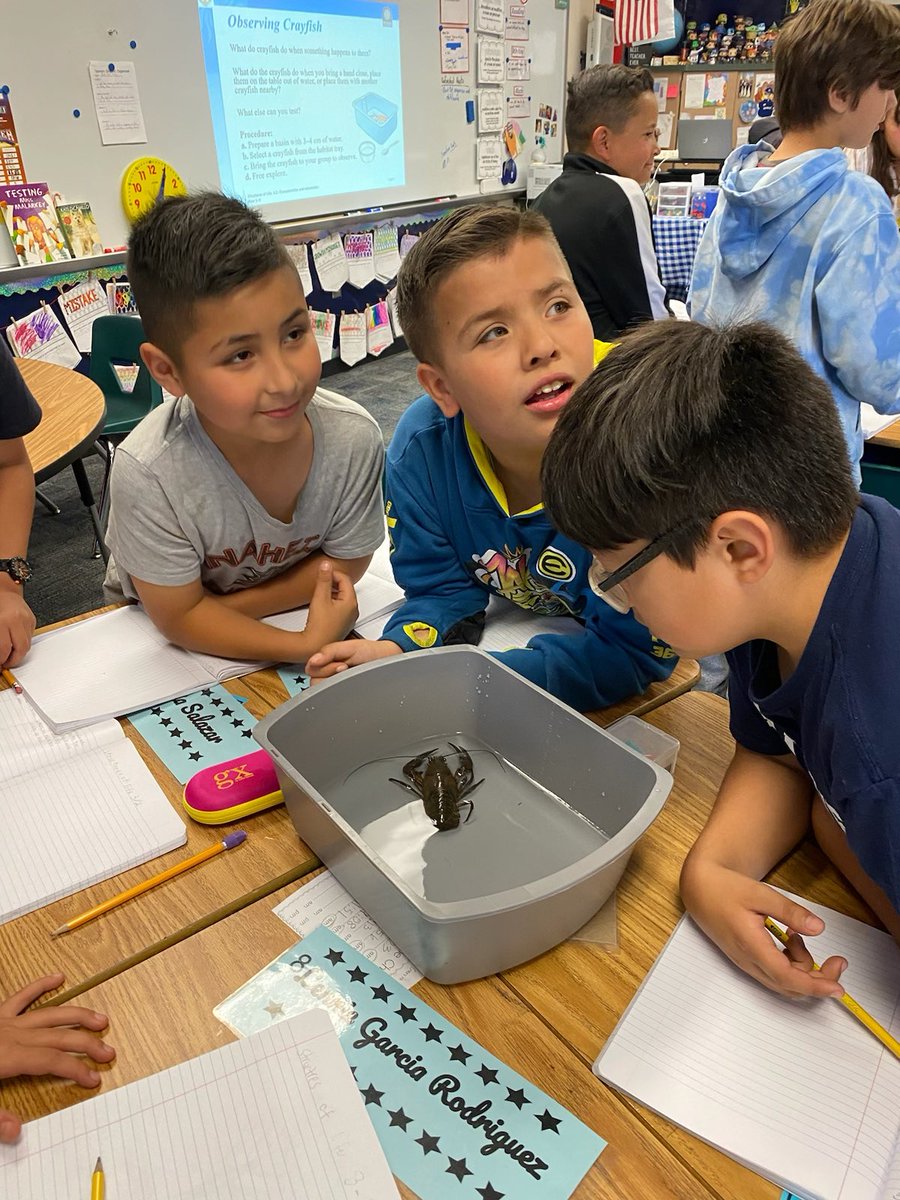 MCSprincipal1's tweet image. 3rd graders learned a lot about animal adaptations and their habitat by observing crayfish. #WeareBUSD #mchawks #FOSSscience