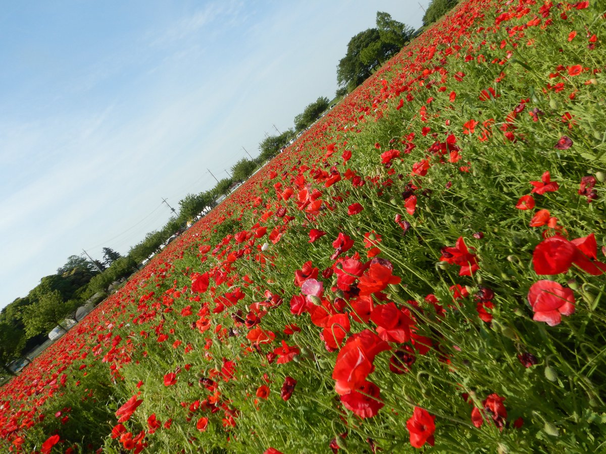 #ツーリング の思い出

2023年5月10日(水)は「あけぼの山農業公園」(千葉県柏市)を訪問。
満開のポピーに心の底から癒されましたよ！

今年もそろそろ見頃を迎えるでしょうから、これからのお出かけにいいと思います♪

#バイク乗りと繋がりたい