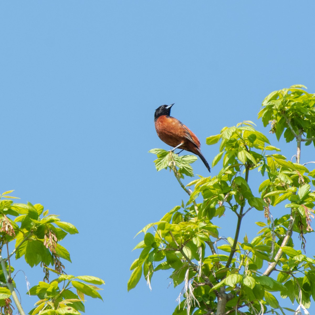 So many birds, so little time. ⭐️Baltimore Oriole ⭐️White-crowned sparrow ⭐️Fluffy Great Horned owlets ⭐️Orchid Oriole #birdphotography #birdwatching #wildlife #NatureLover