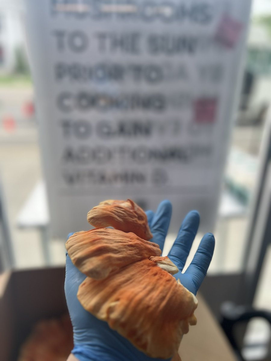 Chicken of the Woods have arrived in
#Detroit #Michigan at <a href="/TheMushroomHub/">The Mushroom Hub</a> / #wildmushrooms #chickenofthewoods