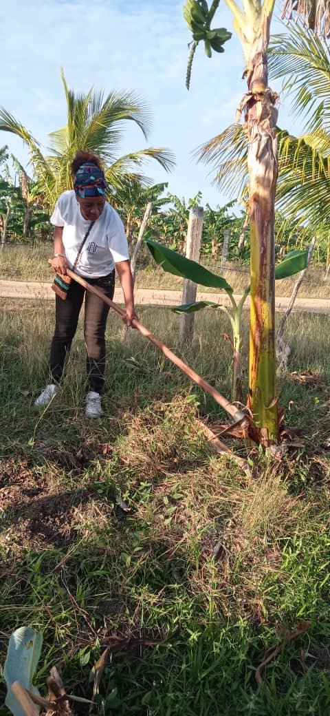 #OrgulloULT  Mercedes Mendiola Osorio, secretaria del comité del #PCC en la  @ULTCuba contribuyendo a la limpieza y mantenimiento de platanales en la Finca El Majagual, bajo el lema de Sembrar, sembrar y sembrar!!! #SomosULT #UniversidadCubana 
@CubaMES #ULTConecta
