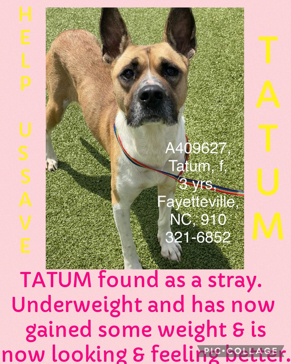 ‼️EUTHANSIA ORDER GIVEN ‼️ TATUM found wandering around alone and brought to our shelter. Very underweight and has now gained some weight & is now looking & feeling better. #A409627 3yr Akita mix 53lb Hw- Cumberland Cnty Animal NC #rescue #adopt #dogs #deathrowdogs #deathrow