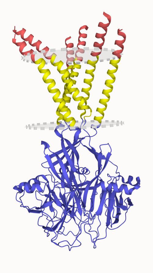 Structure of Xenopus tropicalis acid-sensitive outwardly rectifying #channel ASOR trimer bound with tRNA. Check this #membrane #protein in the UniTmp database.

pdbtm.unitmp.org/entry/8h8d