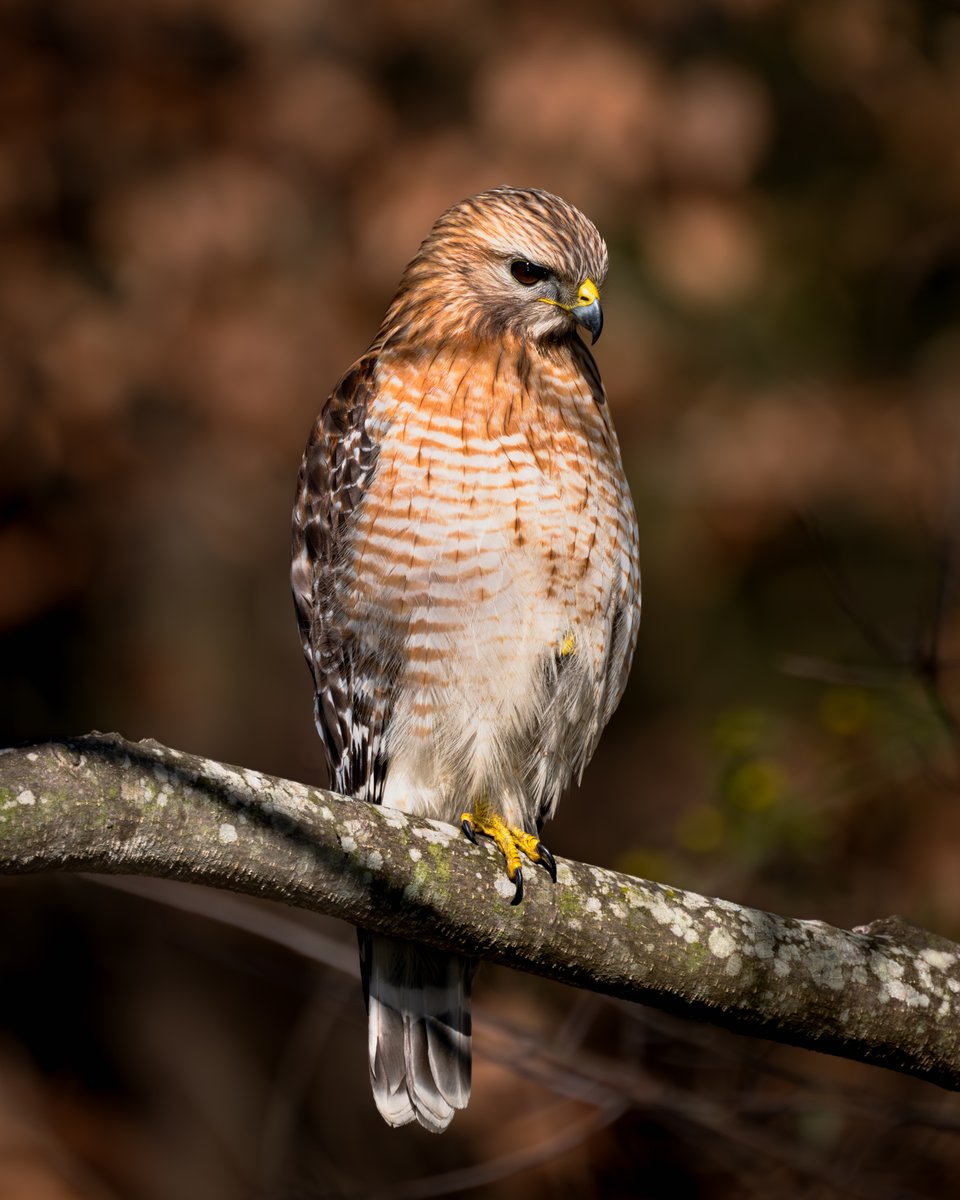 Red Shouldered Hawk

#TwitterNatureCommunity #ThePhotoHour #BirdsSeenIn2024 #birdwatching