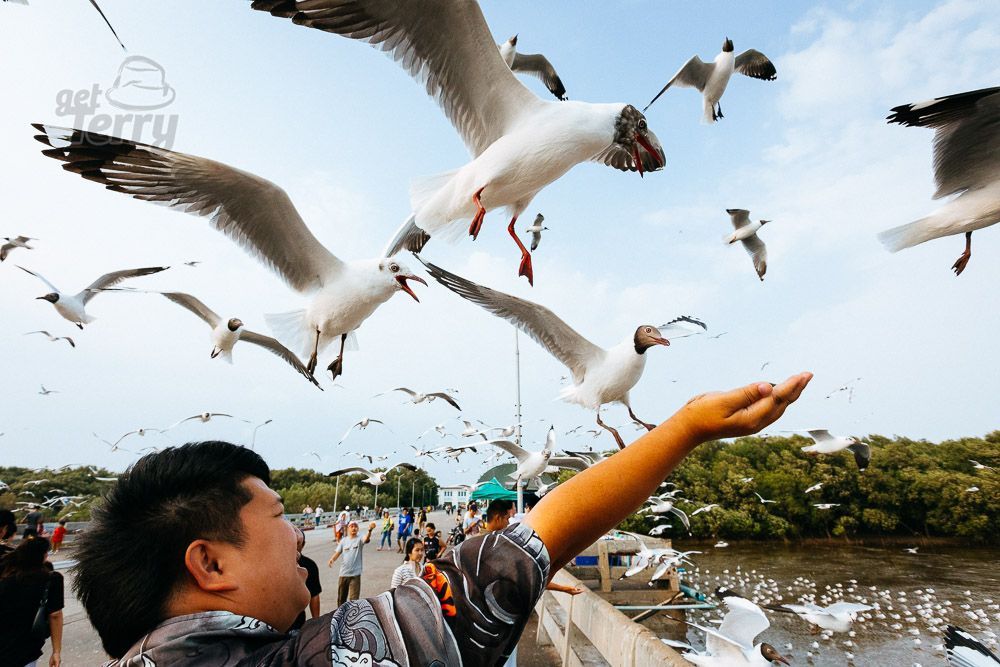 GetTerryNow's tweet image. Hitchcock's Inspiration

#thebirds #thailand