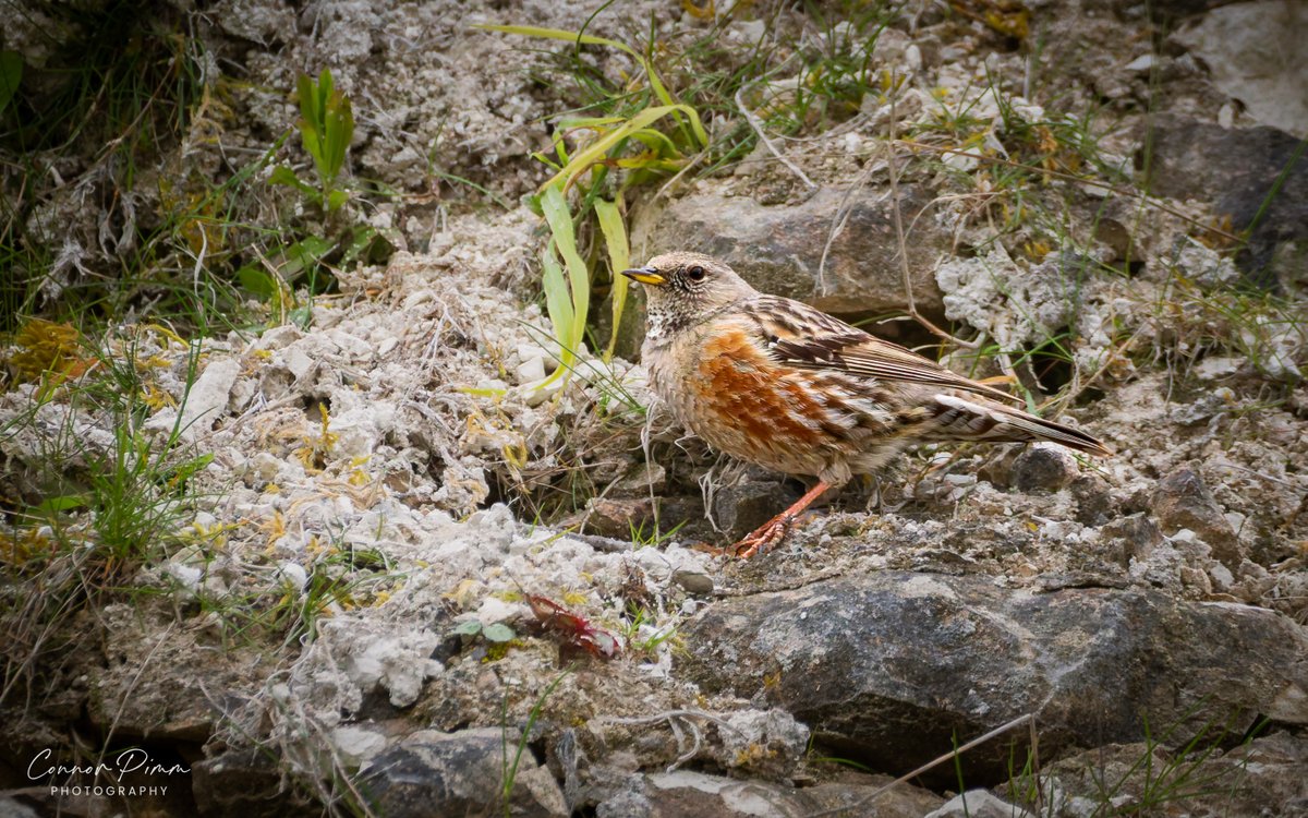 An hour's drive and a rather treacherous scramble later and I was able to connect with the showy Alpine Accentor. Gorgeous little bird! @bucksbirdnews @bucksbirdclub