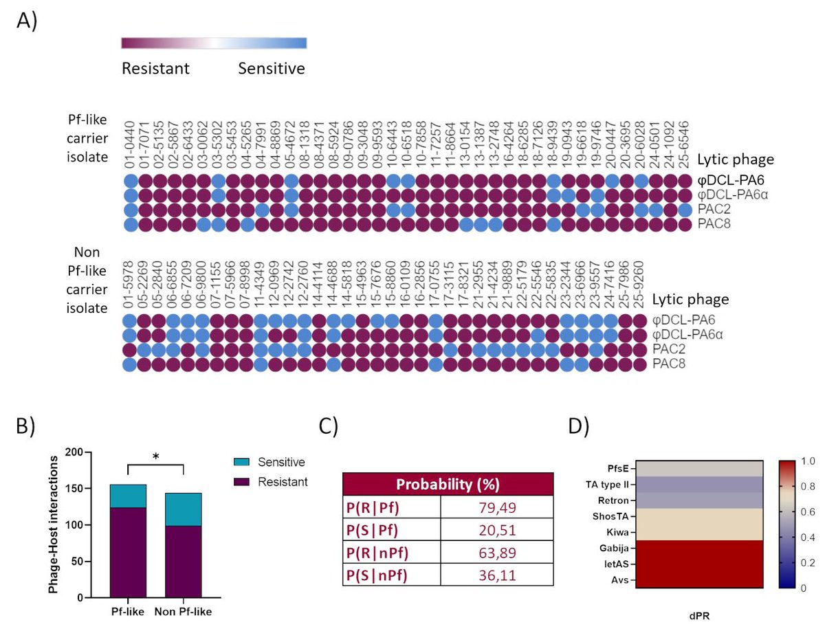 💥 Nice work by #LuciaBlasco from our group #MicroTM together @aoliverp73 @microRyC #CarlaLopez about anti-phage systems located in filamentous phages (Pf Phages)from #Pseudomonas of #CF patients, as well the relationship these Pf phages with ST clone 👉 biorxiv.org/content/10.110…