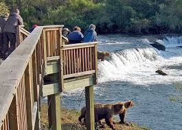 @Lunenburg_home I was surrounded by 5 bears while making my way to the viewing platform at Brooks Falls in Katmai National Park.
4 bears were chasing 1 bear that caught a salmon.
They never once paid attention to me as they rounded me, trying to get that one fish from that bear.