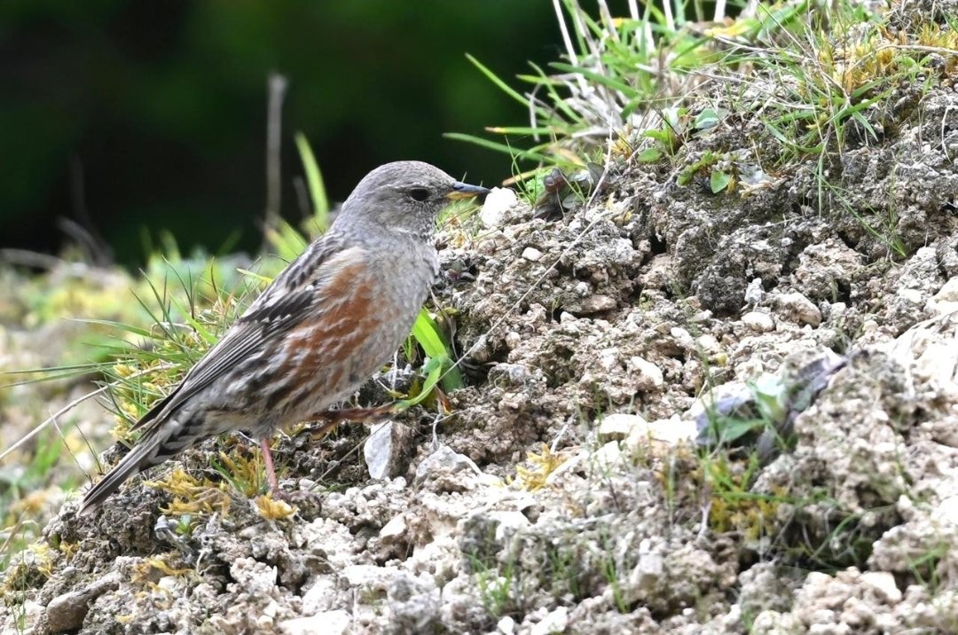 Temptingly close to being a Herts bird, sadly it wasn't to be!! But well worth the trek up hill and down dale for my 2nd Alpine Accentor in the UK. Photo courtesy of @sh4rpy , thanks for letting me use your photo in my post Chris