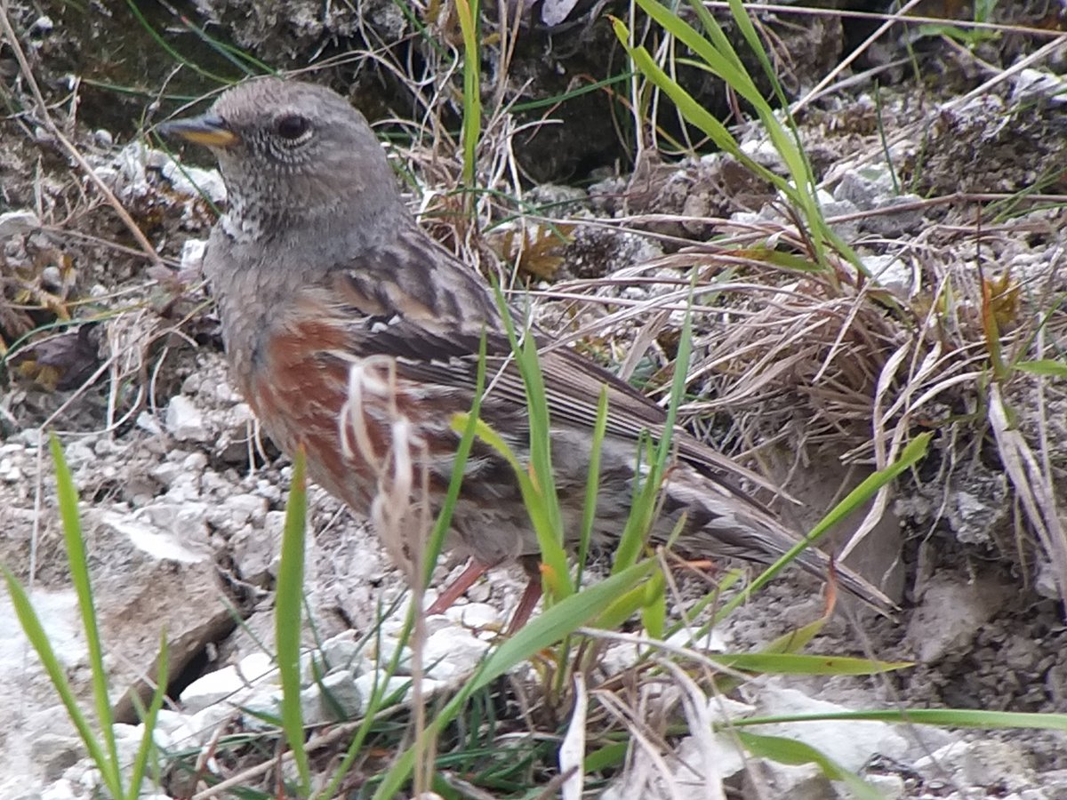 Wey hey home now after a trip to Pitstone Quarry, Bucks with Karen @hobbylovinglife to see the Alpine Accentor. 💥UK 419 for me.