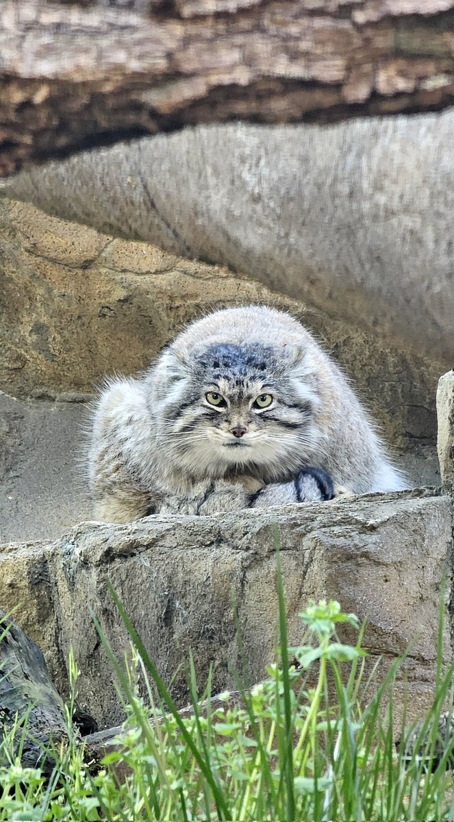 レフくん

📱2024.05.03(金)
#マヌルネコ #レフ♂
#マヌルネコのうた #manul
#pallascat #pallasscat
#那須どうぶつ王国
#nasuanimalkingdom