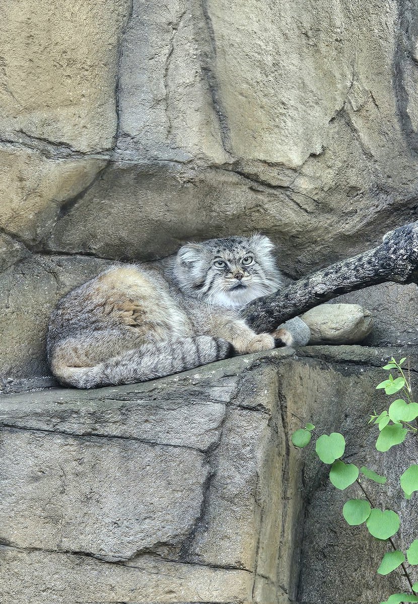 ポリーちゃん

📱2024.04.28(日)
#マヌルネコ #ポリー♀
#マヌルネコのうた #manul
#pallascat #pallasscat
#那須どうぶつ王国
#nasuanimalkingdom