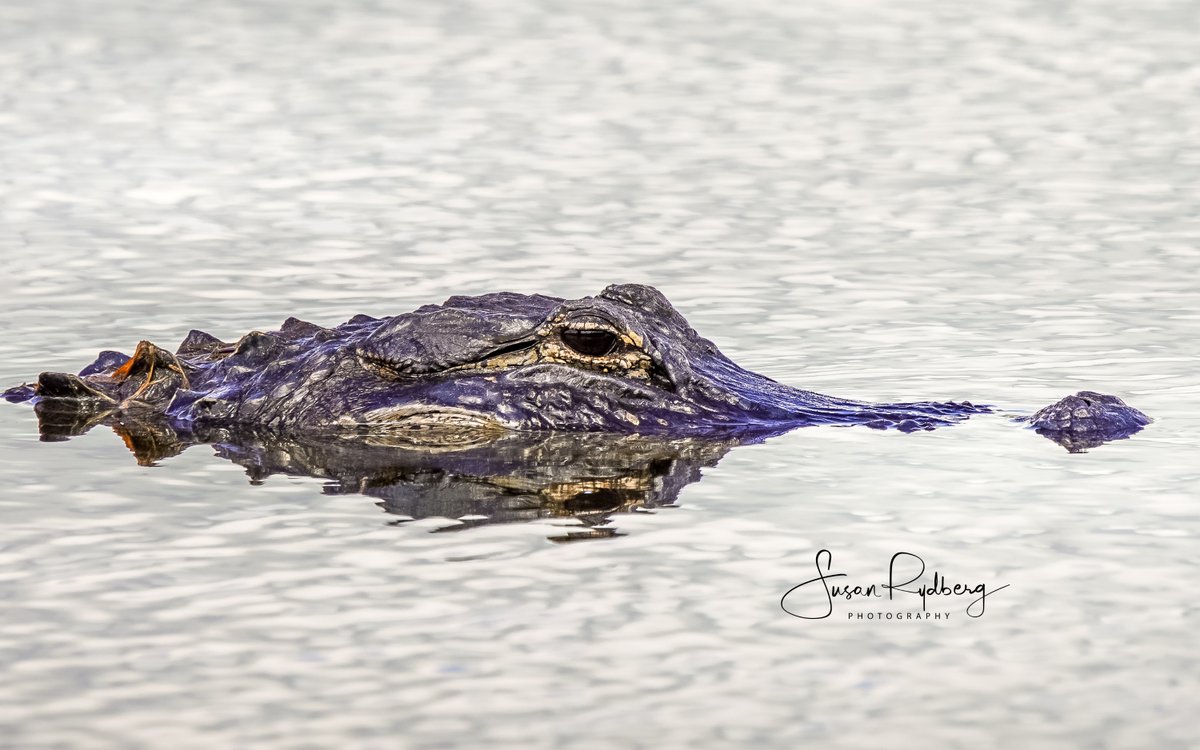 Alligator Eye #eye #alligator #florida #wildlife #wildlifephotography #macro #macrophotography #photooftheday  #PhotographyIsArt