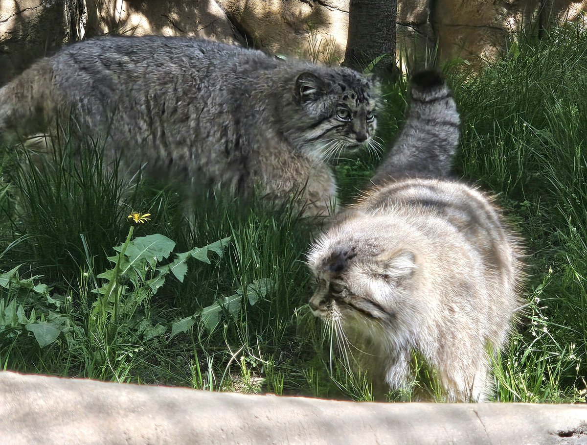 ボルポリたんぽぽ

📱2024.04.28(日)
#マヌルネコ #ボル♂#ポリー♀
#マヌルネコのうた #manul
#pallascat #pallasscat
#那須どうぶつ王国
#nasuanimalkingdom