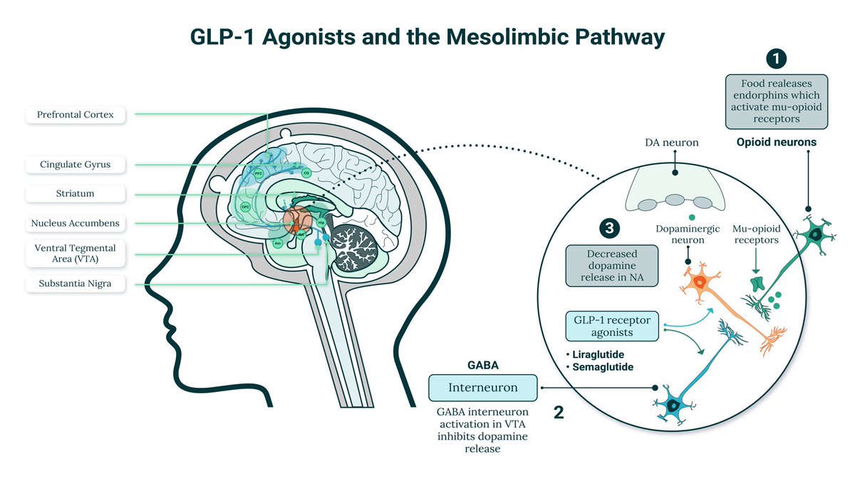 GLP-1 agonists have prominent central effects and the action on the mesolimbic pathway ( Reward, Salience ) may have transdiagnsotic applications E.g Addiction, Mood disorders Note : topiramate also has effects via this pathway #APAAM24