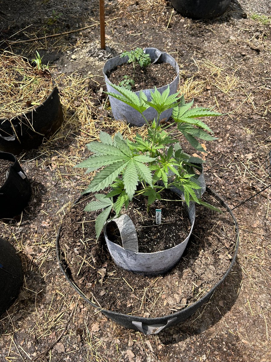 leafmoldlap's tweet photo. Caramel Headband (Headband X Caramel Cream)

Outdoor in Northeast OH https://t.co/f39oqRCa0j