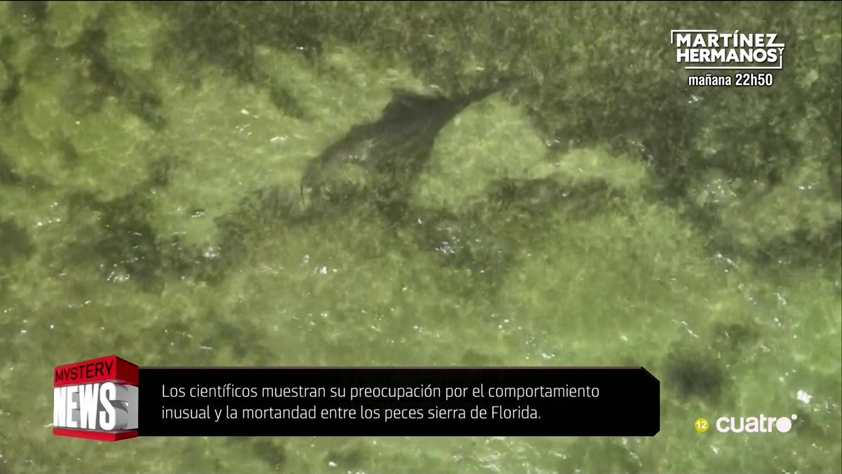 Los científicos muestran su preocupación por el comportamiento inusual y la mortandad entre los peces sierra de Florida #CuartoMilenio