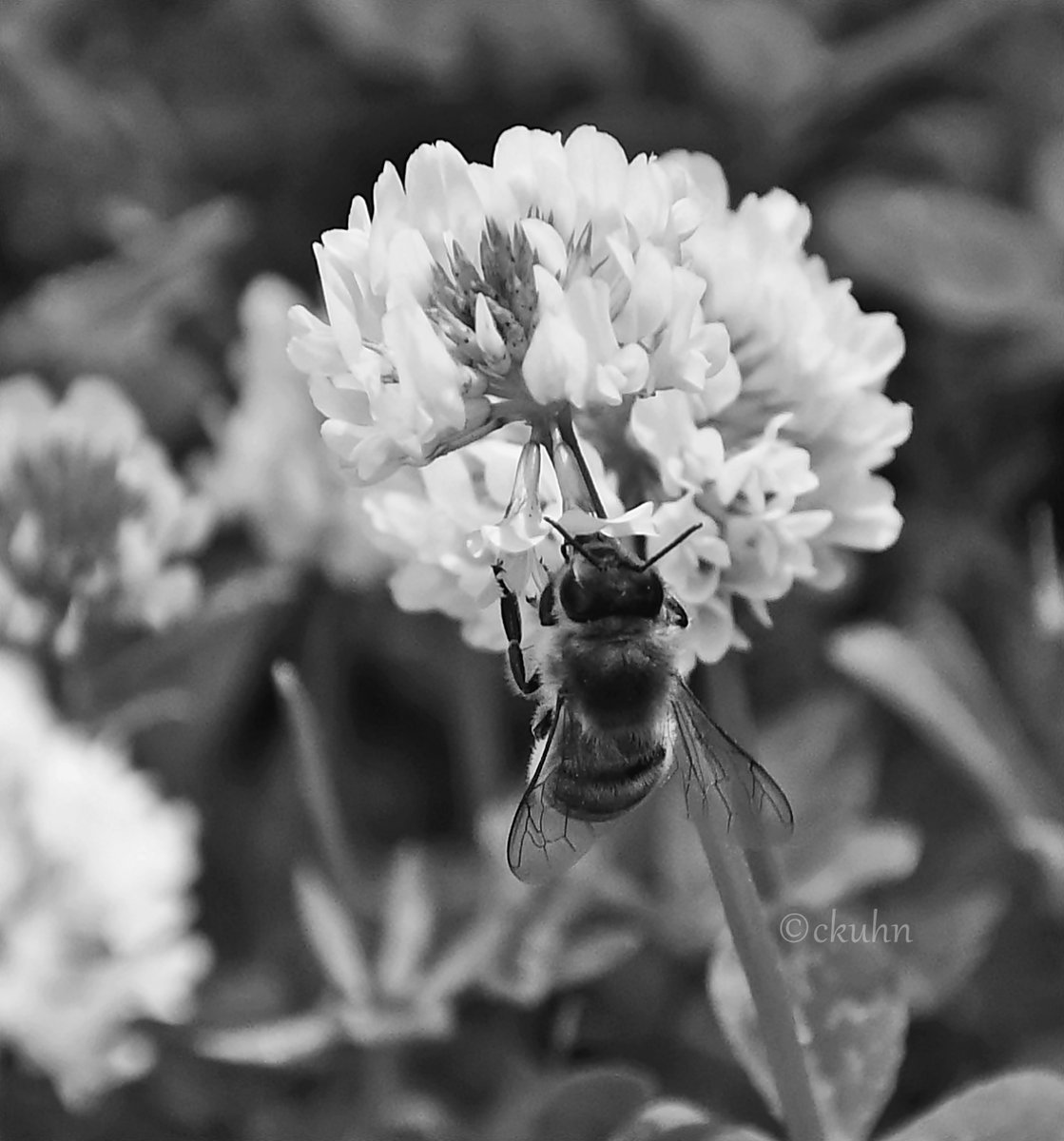 Buzzing by for #bnw_macro. 🐝🍀🖤@BNW_Macro #SundayVibes #Bees #BeeKind #SavetheBees #Pollinators #Clover #blackandwhitephotography