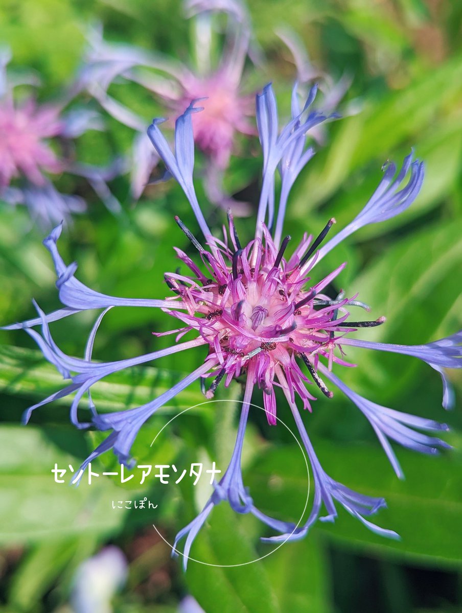 おはようございます🌞😊🌞 これは矢車菊の仲間らしいです 庭で咲いてます🌸 面白い形だけど完成系ではないのかなぁ？🤔 #せんとーれあもんたな #TLを花でいっぱいにしょう