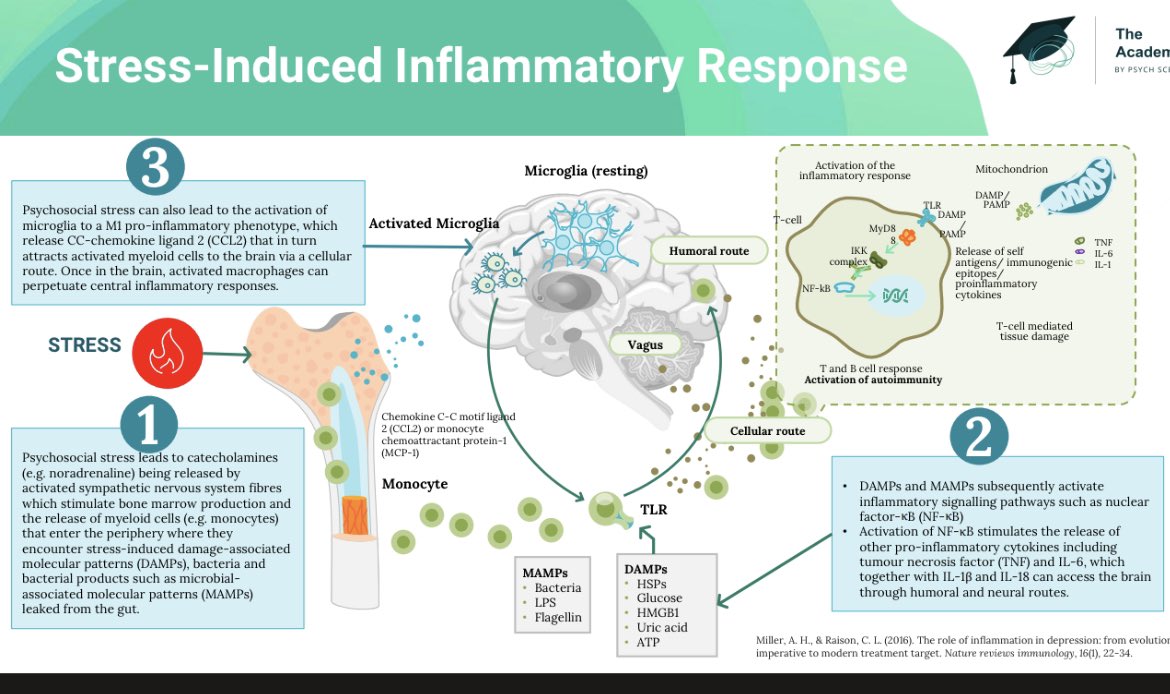 Neuroinflamation is an important subtype in all psychiatric disorders 👉The distinct nature of neuroinflammation should be incorporated in formulation to individualise treatment 👉E.g proactive management of insulin resistance 👉Addressing cognition and activity dimensions…