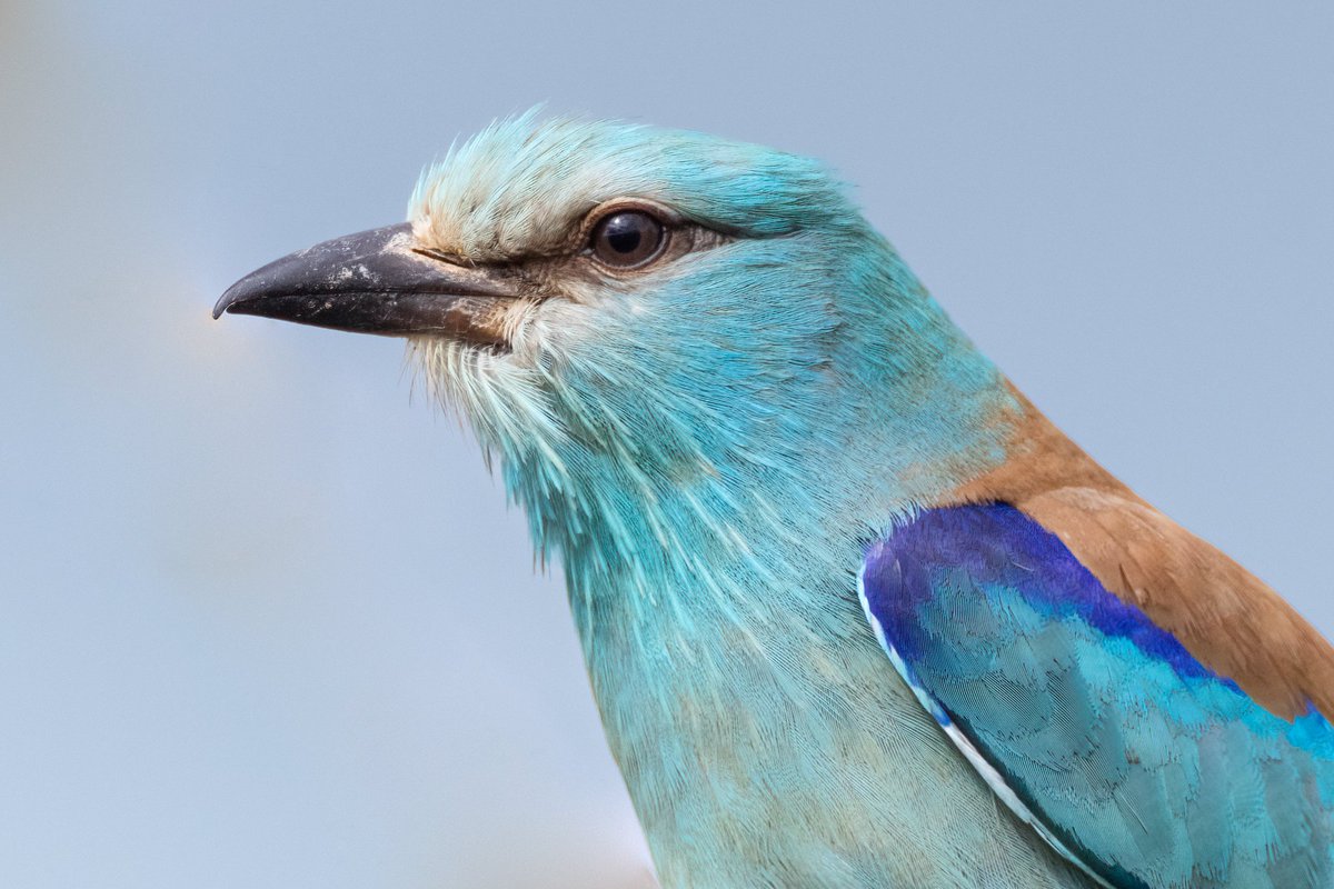 European Roller portrait Alentejo, Portugal