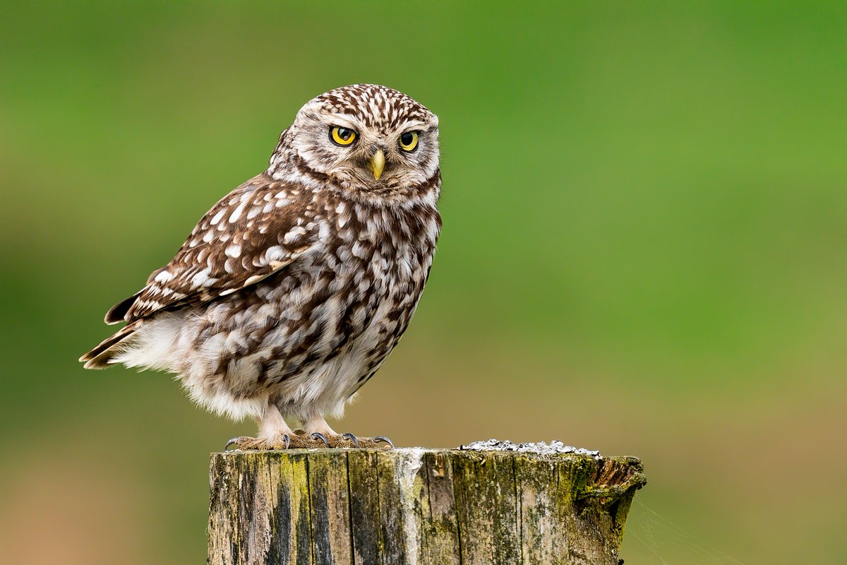 Little Owl, Durham Moors, earlier today. @DurhamBirdClub