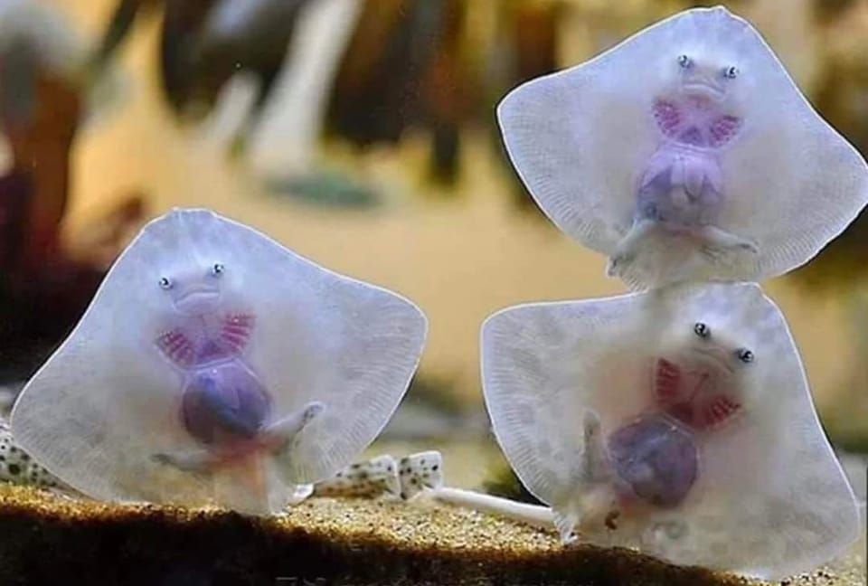 These are baby stingrays. They look like aliens stuck in ravioli.