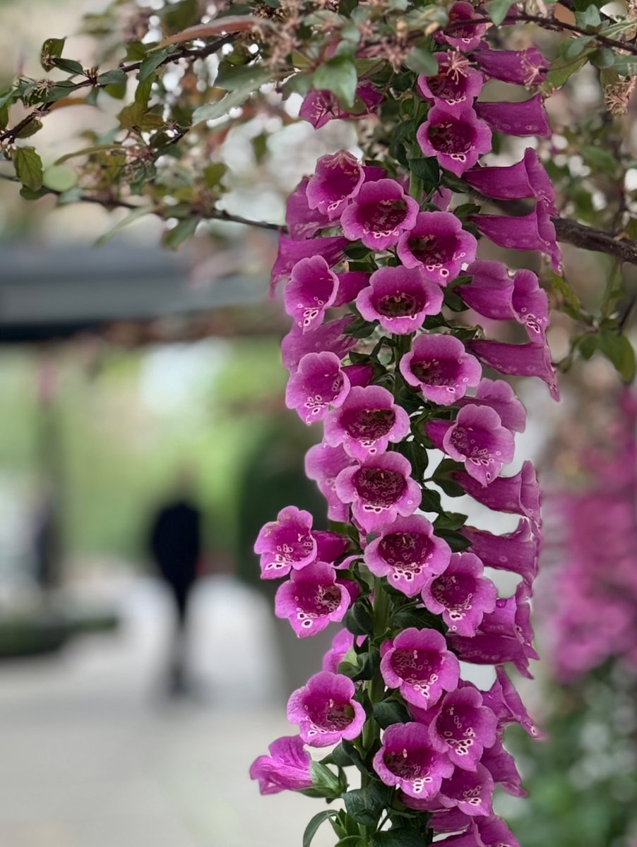 💕 🌸 Foxglove flowers 
E 87th street 
#NYC #spring