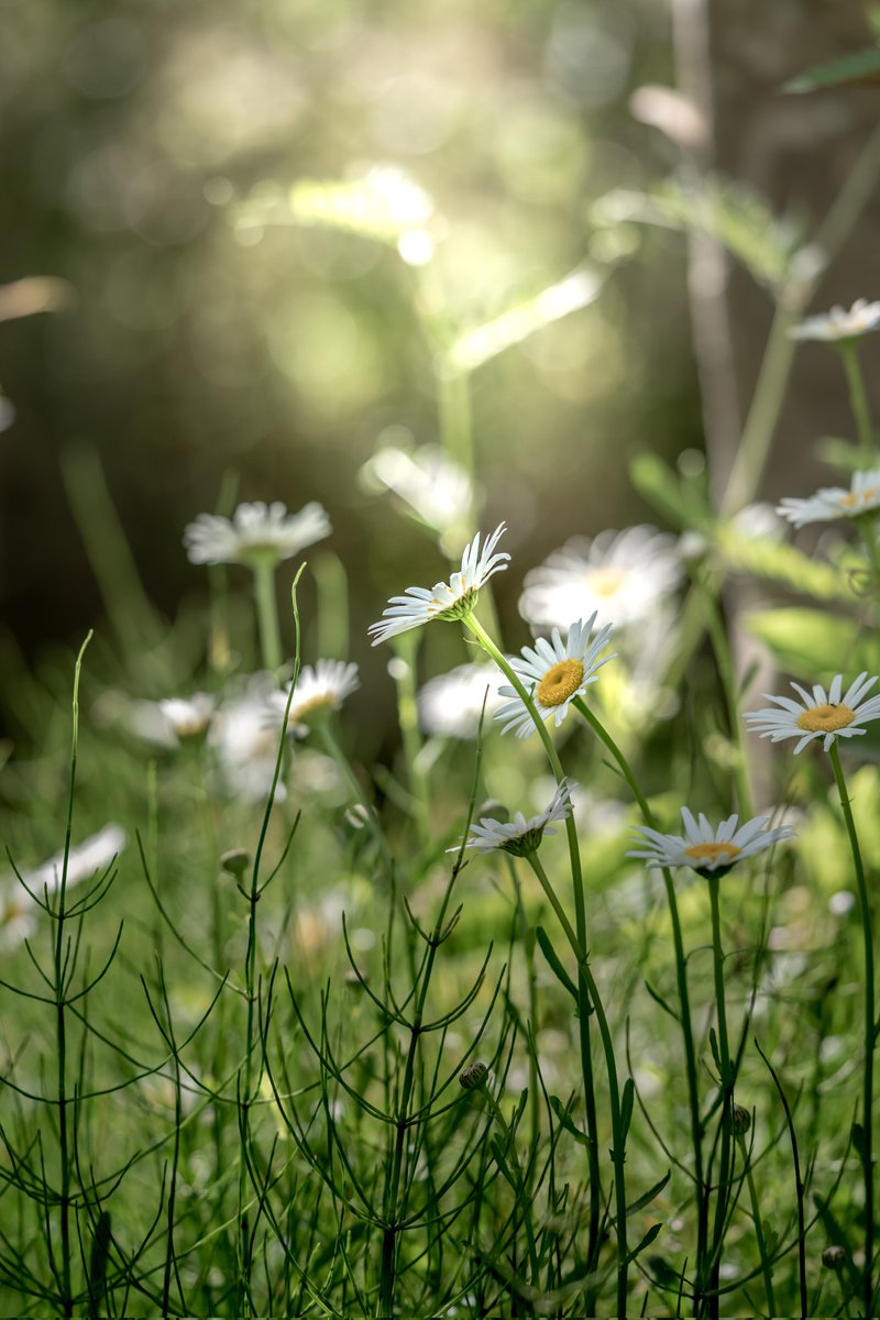 #flower 
#flowerphotography 

GM