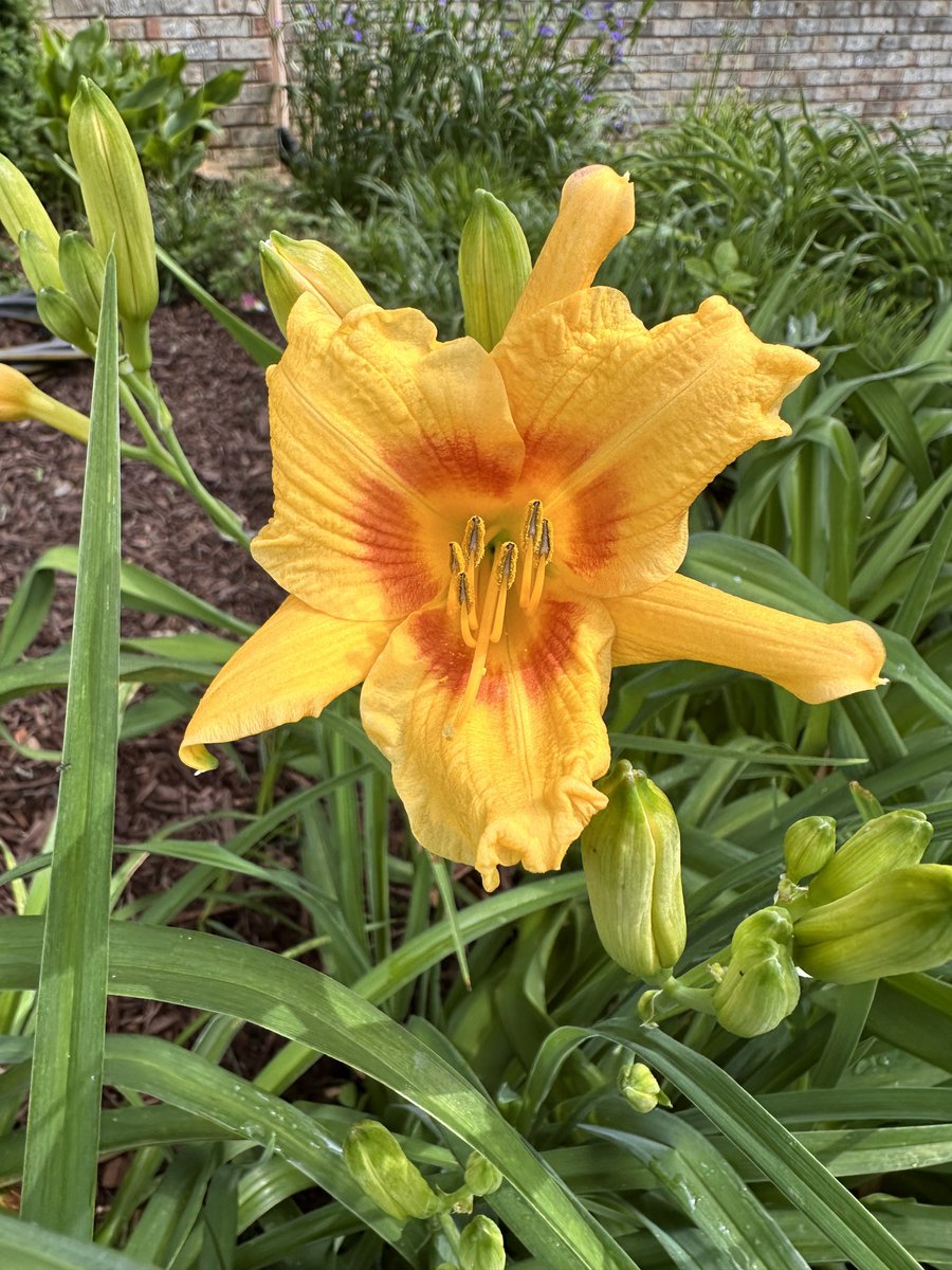 You’re very first 2024 daily daylily