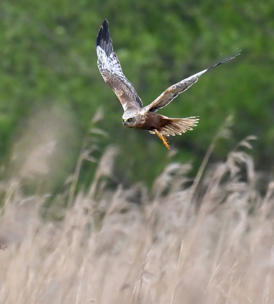 Marsh Harrier over the reeds. 😍
 Taken last weekend at RSPB Ham Wall in Somerset. 🐦