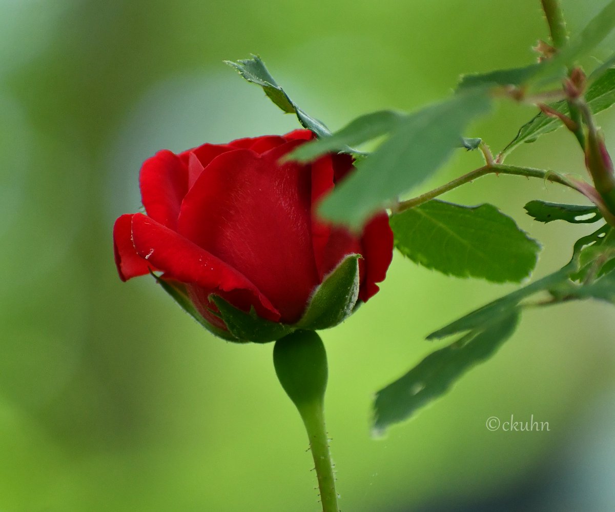 For #SundaySharing and #Photooftheweek please QT or share your favorite photo of the week. 

This is my favorite of the week - I like the bokeh halo over the top edge of the rose.