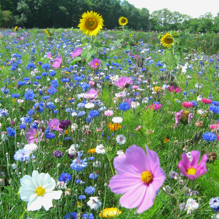 Offer of the Week 🐝 Our award-winning Bee Heaven Seed Mix meadowinmygarden.co.uk/products/bee-h…