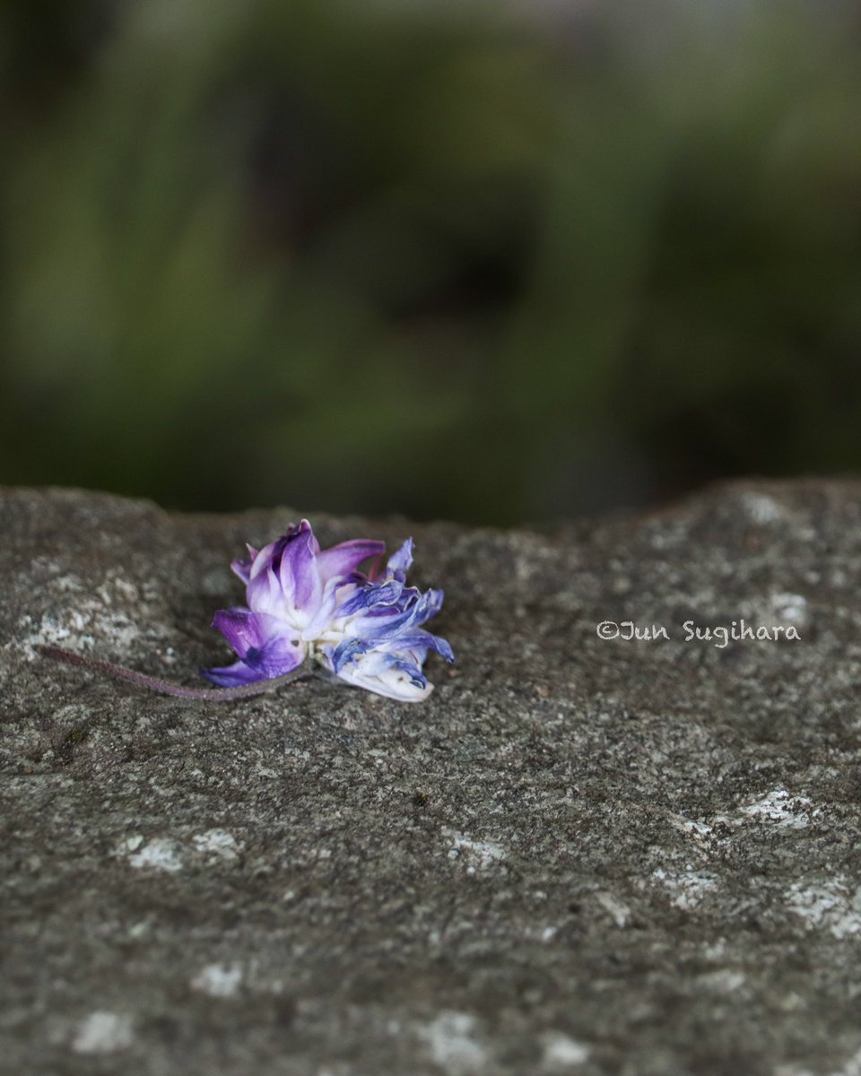 sugihara_1979's tweet photo. 落花／Fallen Wisteria Flower

#ファインダー越しの私の世界ㅤ #ファインダー越しの私の風景 #キリトリセカイ #写真で伝えたい私の世界 
#藤 #藤の花 #フジ #wisteria #wisteriaflowers #落花 #fallenflower https://t.co/uUrIT288a6