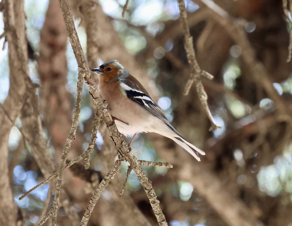 Common Chaffinch at Maigmo