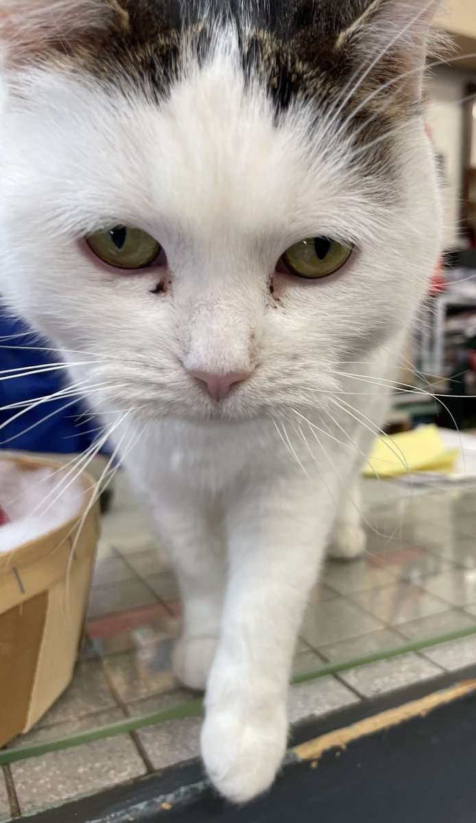 Local bookstore security cat. Hope everyone had a great weekend!