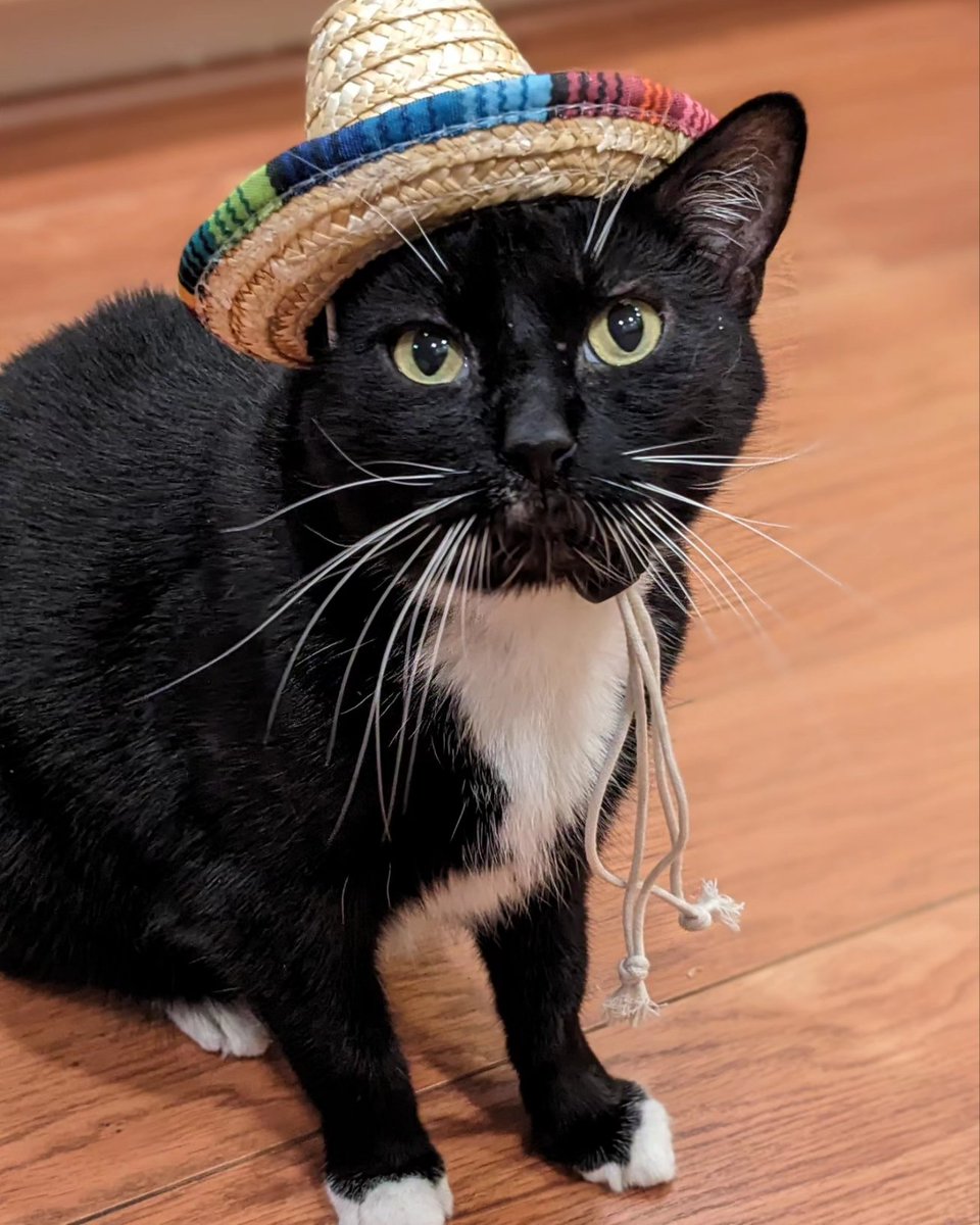 Happy Cinco de Meow! I am very unhappy with my sombrero. Meowmy had to remove it.

#mrdarcy #tuxedocat #tuxedocats #cats #cat #CatsOfTwitter #tuxedocatsoftwitter #tuxedofeatures #adoptdontshop #cute #cutecat #mrdarcytuxcat #meow #catmom #SundayFunday #sunday #CincoDeMayo2024