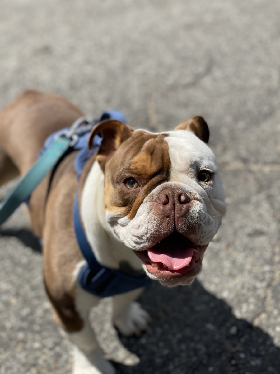 Sunday smiles with Stallone! 😄 🐾