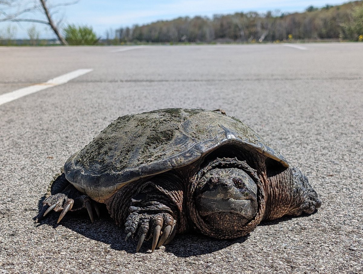 We met a huge old snapping turtle on the way to the beach, made sure she was heading to the water and not the road